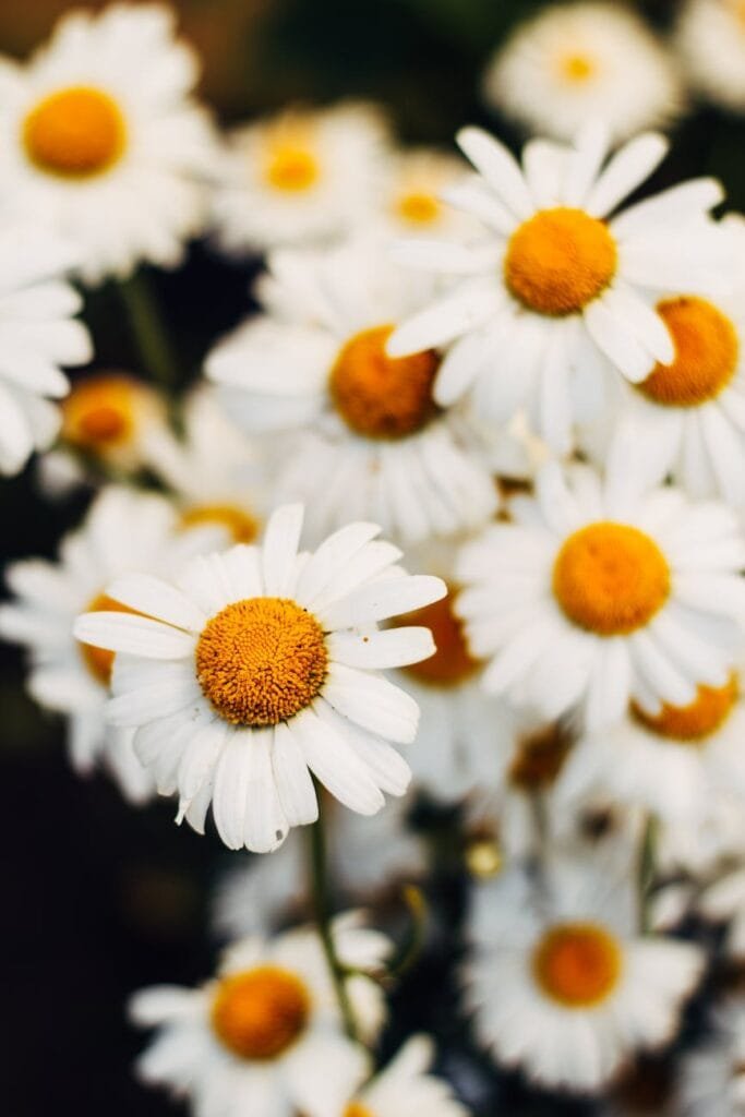 closeup photo of white daisy flowers
